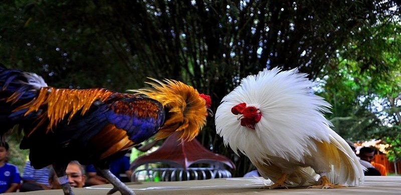 Ưu điểm nổi bật không thể bỏ lỡ của đá gà 88clb